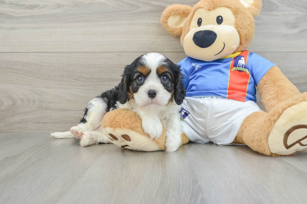 6 week old Cavalier King Charles Spaniel Puppy For Sale - Pilesgrove Pups