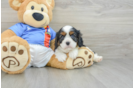 Little Cavalier King Charles Spaniel Baby