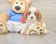 6 week old Cavalier King Charles Spaniel Puppy For Sale - Pilesgrove Pups