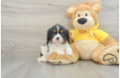 Cavalier King Charles Spaniel Puppy for Adoption