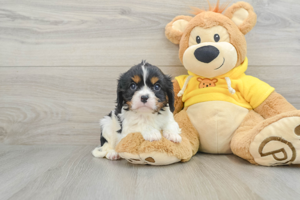 Cavalier King Charles Spaniel Puppy for Adoption