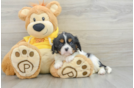 Friendly Cavalier King Charles Spaniel Purebred Pup