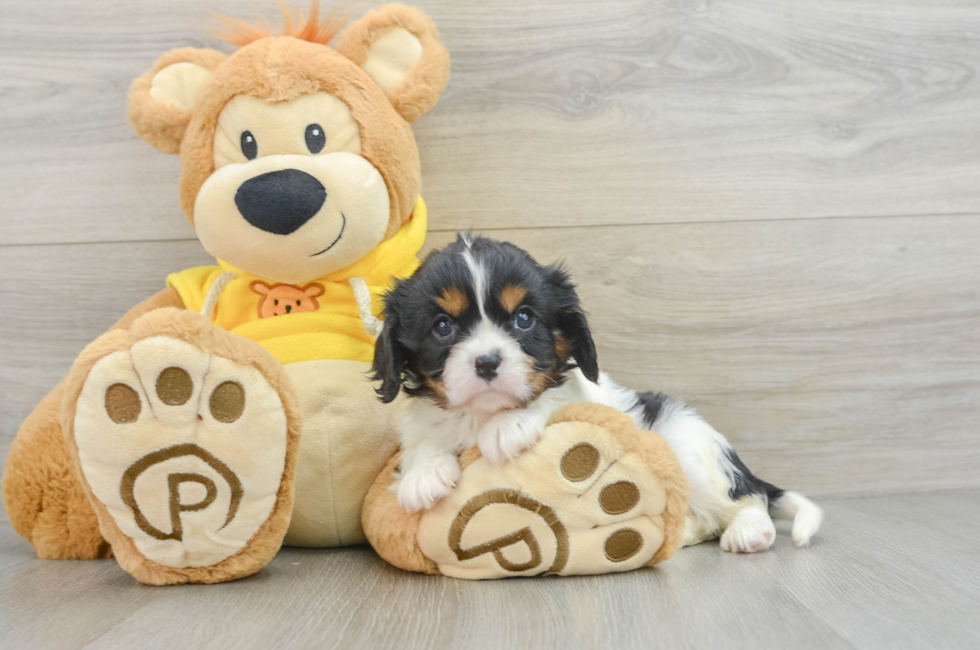 6 week old Cavalier King Charles Spaniel Puppy For Sale - Pilesgrove Pups