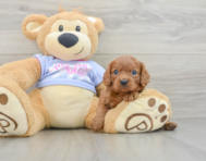 5 week old Cavalier King Charles Spaniel Puppy For Sale - Pilesgrove Pups