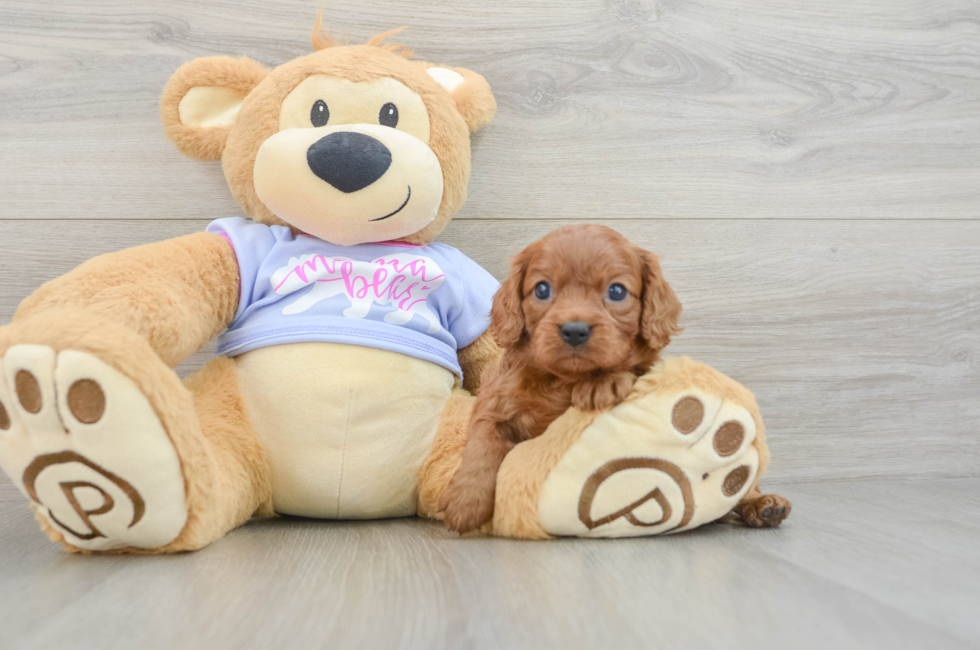 7 week old Cavalier King Charles Spaniel Puppy For Sale - Pilesgrove Pups