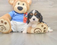 6 week old Cavalier King Charles Spaniel Puppy For Sale - Pilesgrove Pups