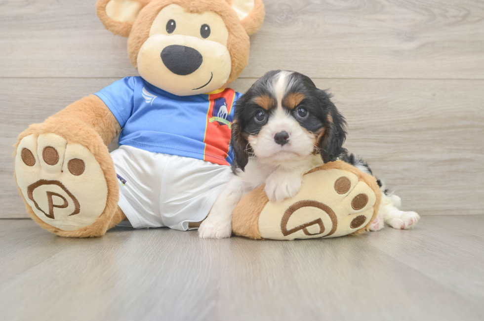 6 week old Cavalier King Charles Spaniel Puppy For Sale - Pilesgrove Pups