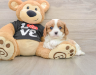 5 week old Cavalier King Charles Spaniel Puppy For Sale - Pilesgrove Pups