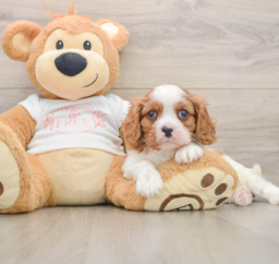5 week old Cavalier King Charles Spaniel Puppy For Sale - Pilesgrove Pups