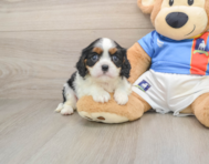 5 week old Cavalier King Charles Spaniel Puppy For Sale - Pilesgrove Pups