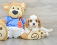 7 week old Cavalier King Charles Spaniel Puppy For Sale - Pilesgrove Pups