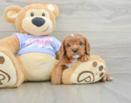 6 week old Cavalier King Charles Spaniel Puppy For Sale - Pilesgrove Pups