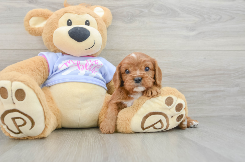 7 week old Cavalier King Charles Spaniel Puppy For Sale - Pilesgrove Pups