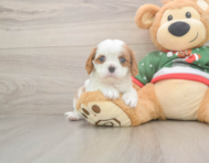 5 week old Cavalier King Charles Spaniel Puppy For Sale - Pilesgrove Pups