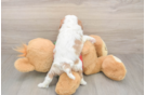 Cavalier King Charles Spaniel Pup Being Cute