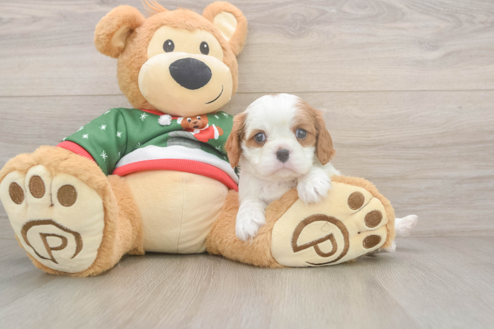 Cavalier King Charles Spaniel Pup Being Cute