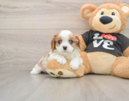 5 week old Cavalier King Charles Spaniel Puppy For Sale - Pilesgrove Pups