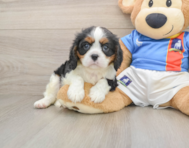 5 week old Cavalier King Charles Spaniel Puppy For Sale - Pilesgrove Pups