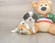 5 week old Cavalier King Charles Spaniel Puppy For Sale - Pilesgrove Pups