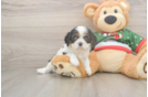Cavalier King Charles Spaniel Puppy for Adoption