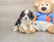 5 week old Cavalier King Charles Spaniel Puppy For Sale - Pilesgrove Pups