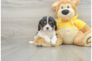 Funny Cavalier King Charles Spaniel Purebred Pup