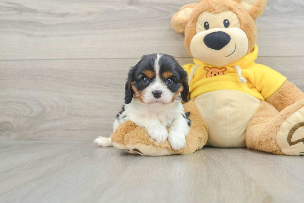 Funny Cavalier King Charles Spaniel Purebred Pup