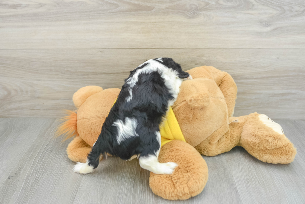 Fluffy Cavalier Purebred Puppy