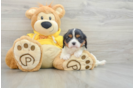 Cavalier King Charles Spaniel Puppy for Adoption