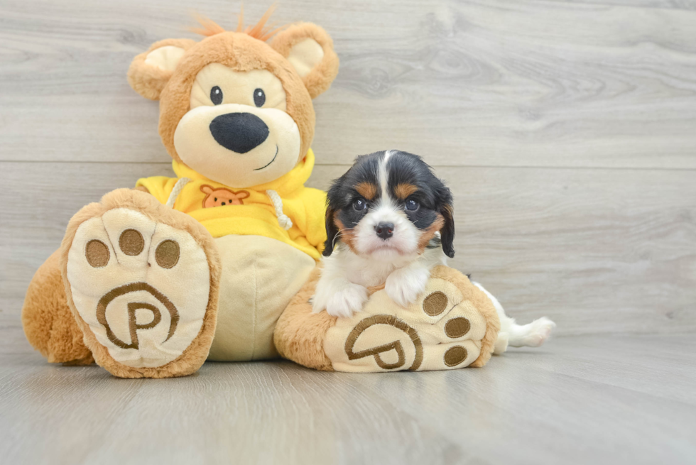 Cavalier King Charles Spaniel Puppy for Adoption