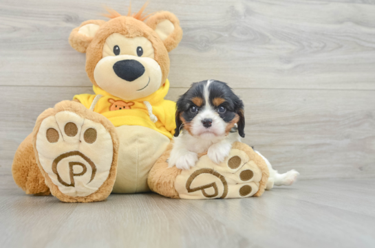 Cavalier King Charles Spaniel Puppy for Adoption