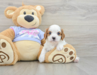 5 week old Cavalier King Charles Spaniel Puppy For Sale - Pilesgrove Pups