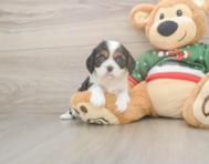 10 week old Cavalier King Charles Spaniel Puppy For Sale - Pilesgrove Pups