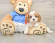6 week old Cavalier King Charles Spaniel Puppy For Sale - Pilesgrove Pups