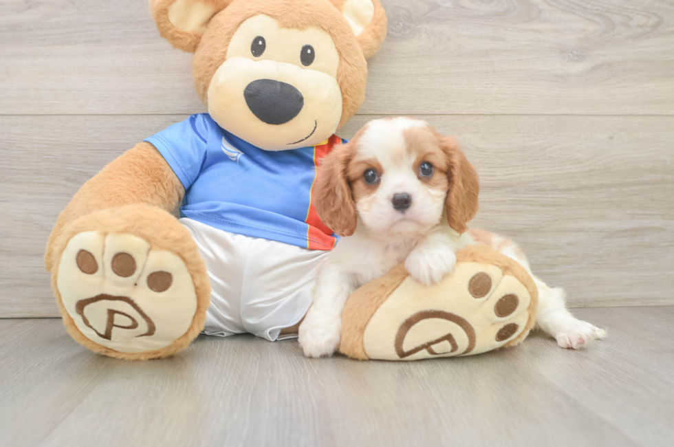 6 week old Cavalier King Charles Spaniel Puppy For Sale - Pilesgrove Pups