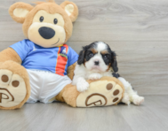 6 week old Cavalier King Charles Spaniel Puppy For Sale - Pilesgrove Pups