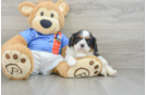 Cavalier King Charles Spaniel Pup Being Cute