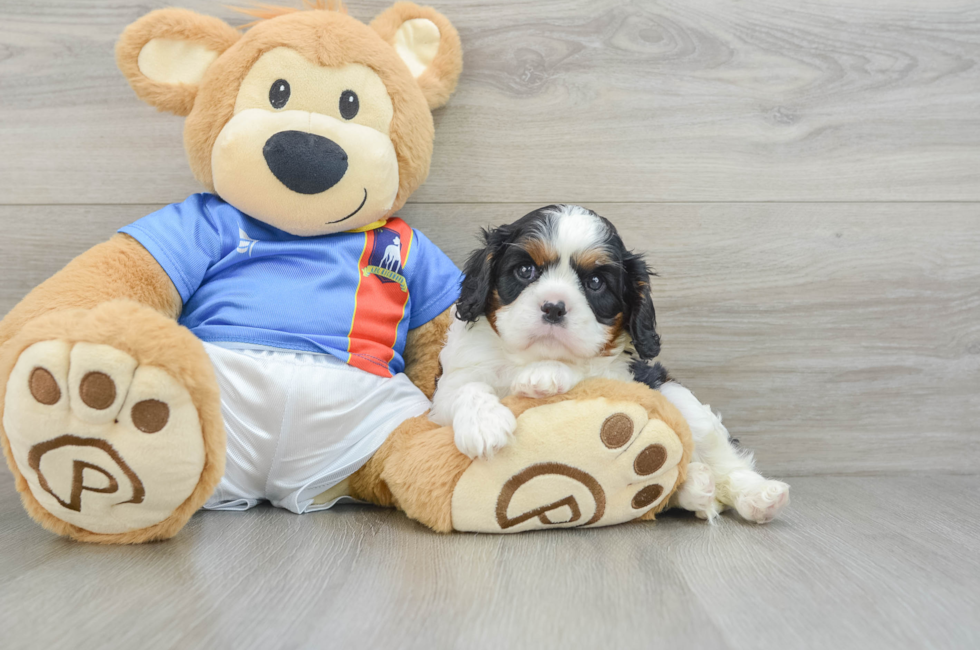 6 week old Cavalier King Charles Spaniel Puppy For Sale - Pilesgrove Pups