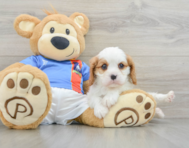 8 week old Cavalier King Charles Spaniel Puppy For Sale - Pilesgrove Pups