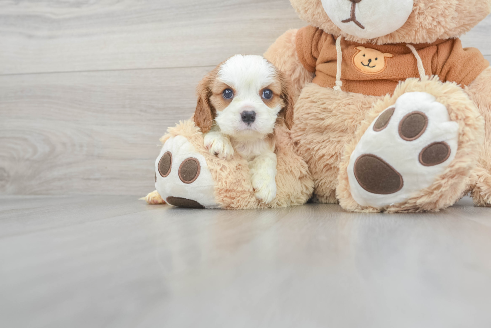 Cavalier King Charles Spaniel Pup Being Cute