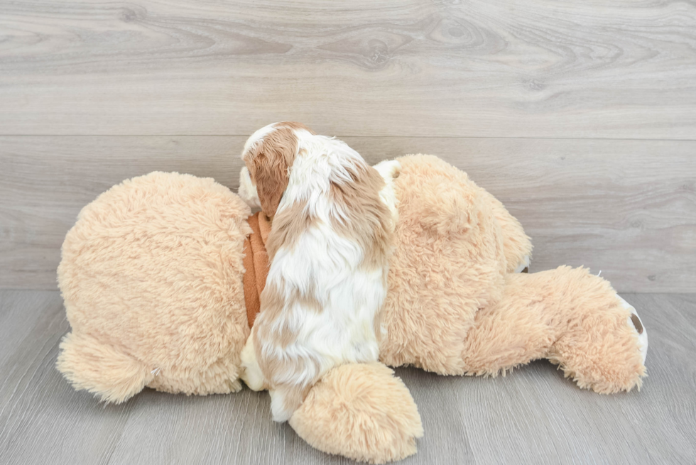 Cavalier King Charles Spaniel Pup Being Cute