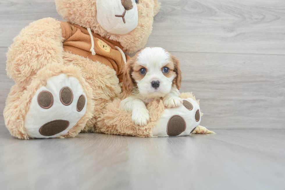 Cavalier King Charles Spaniel Puppy for Adoption