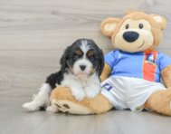 7 week old Cavalier King Charles Spaniel Puppy For Sale - Pilesgrove Pups