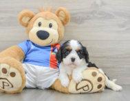 7 week old Cavalier King Charles Spaniel Puppy For Sale - Pilesgrove Pups