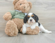 6 week old Cavalier King Charles Spaniel Puppy For Sale - Pilesgrove Pups