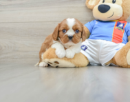 5 week old Cavalier King Charles Spaniel Puppy For Sale - Pilesgrove Pups