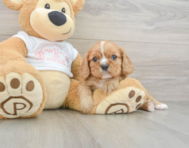 5 week old Cavalier King Charles Spaniel Puppy For Sale - Pilesgrove Pups