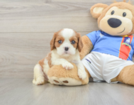 5 week old Cavalier King Charles Spaniel Puppy For Sale - Pilesgrove Pups
