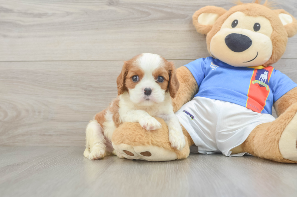 5 week old Cavalier King Charles Spaniel Puppy For Sale - Pilesgrove Pups
