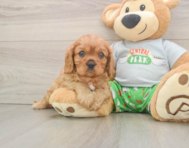 6 week old Cavalier King Charles Spaniel Puppy For Sale - Pilesgrove Pups